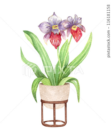 Cattleya orchid. Watercolor potted plant. Houseplant illustration isolated on white. 116181158