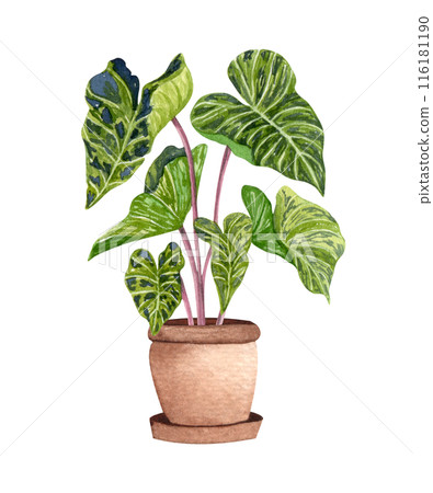 Aolocasia mojito. Watercolor potted plant. Houseplant illustration isolated on white. 116181190