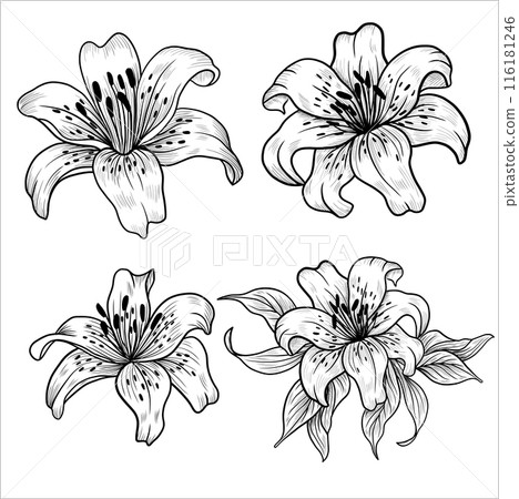 Lily flower outlines. Monochrome black and white bouquet lily isolated on white background. Hand drawn design greeting card and invitation of the wedding, birthday Lily flower outlines. Monochrome black and white bouquet lily isolated on white background. Hand drawn design greeting card and invitation of the wedding, birthday 116181246