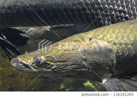 巨骨舌魚山口水族館 巨骨舌魚山口水族館 116181265