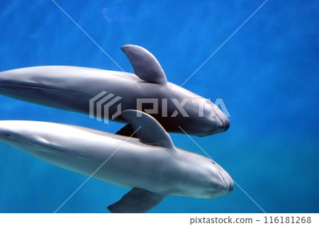 江豚 山口水族館 江豚 山口水族館 116181268