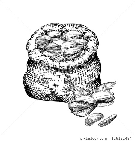 Pistachio nut in canvas bag graphic vector illustration set. Botanical drawing sketch stylized. Isolated. Hand drawn, suitable for food packaging design Pistachio nut in canvas bag graphic vector illustration set. Botanical drawing sketch stylized. Isolated. Hand drawn, suitable for food packaging design 116181484
