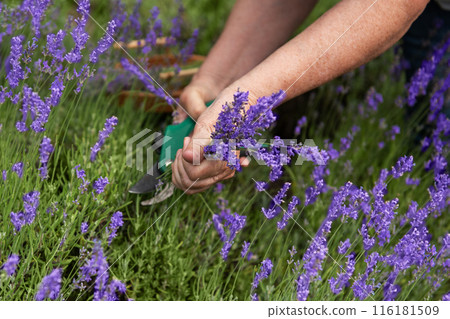 Women's hands cut lavender 116181509