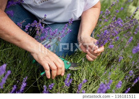 Women's hands cut lavender Women's hands cut lavender 116181511