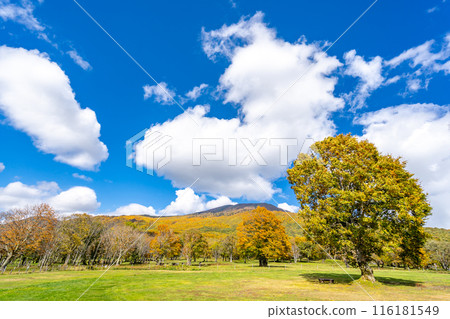 筱峰高原 - 被妙高群山包圍的清新高原 - 篠峰牧場 - 妙高山山麓的縣立森林 筱峰高原 - 被妙高群山包圍的清新高原 - 篠峰牧場 - 妙高山山麓的縣立森林 116181549
