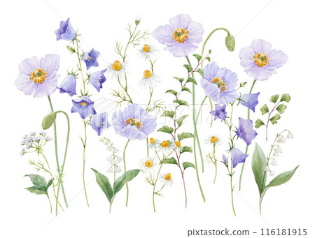 Beautiful floral illustration with gentle hand drawn watercolor bluebell and poppy flowers. Stock illustration. Realistic watercolor flower clip art. 116181915