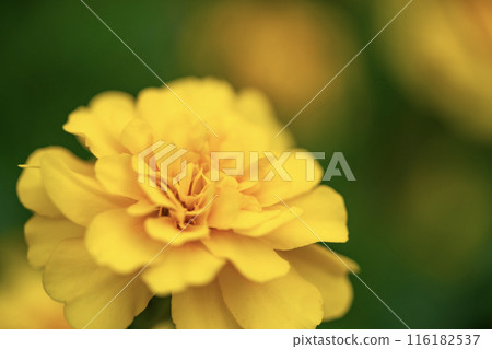 黃色萬壽菊花 116182537