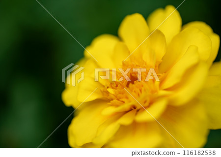 Yellow marigold flowers 116182538