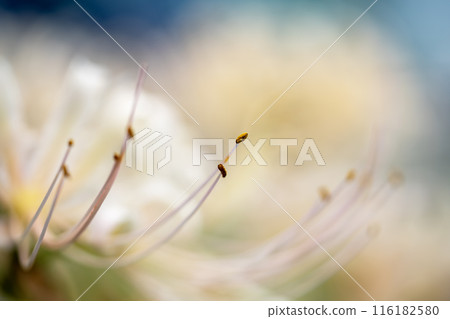 White cluster amaryllis White cluster amaryllis 116182580