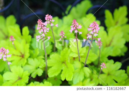 Huquela flowers Huquela flowers 116182667