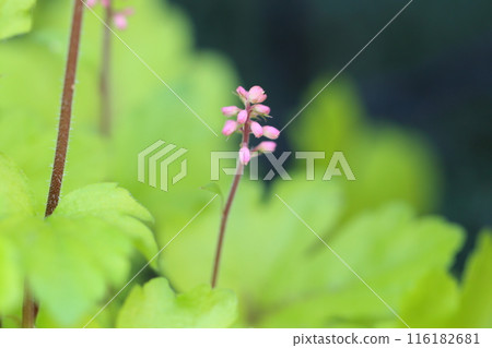 Huquela flowers Huquela flowers 116182681