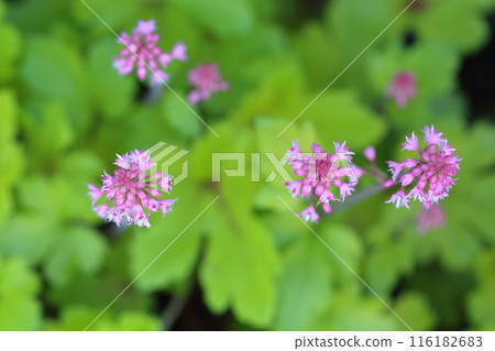 Huquela flowers 116182683