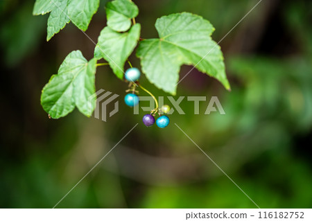 Blue berries of wild grapes 116182752