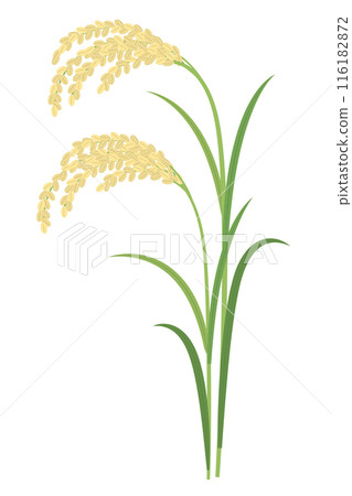 Illustration of ears of rice, image of rice Illustration of ears of rice, image of rice 116182872