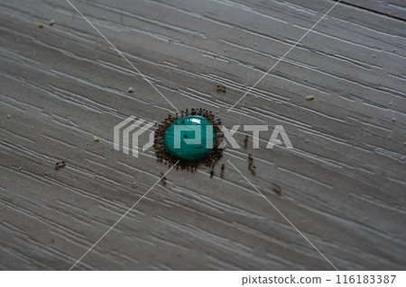 ant poison ant poison 116183387