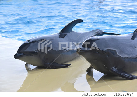 Dolphins Fukuoka Aquarium 116183684