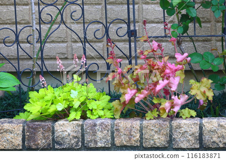 Huquela花 116183871