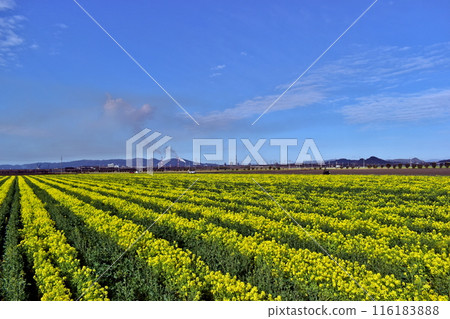 岡山菜花笠岡灣農場 岡山菜花笠岡灣農場 116183888