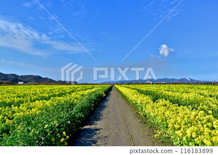 Rape blossoms, Okayama, Kasaoka Bay Farm Rape blossoms, Okayama, Kasaoka Bay Farm 116183899