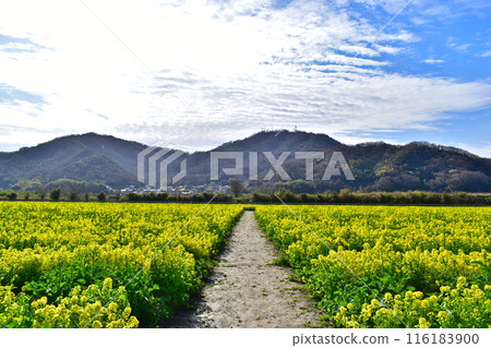 Rape blossoms, Okayama, Kasaoka Bay Farm Rape blossoms, Okayama, Kasaoka Bay Farm 116183900