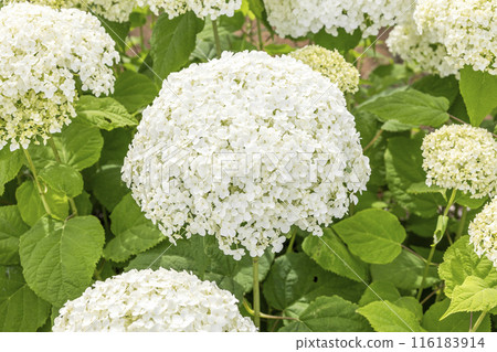 Hydrangea Incrediball Hydrangea Incrediball 116183914
