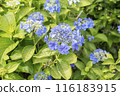 青花紫陽花 116183915