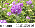 彌生繡球花 116183916