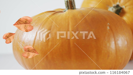 Image of leaves falling over pumpkins Image of leaves falling over pumpkins 116184067