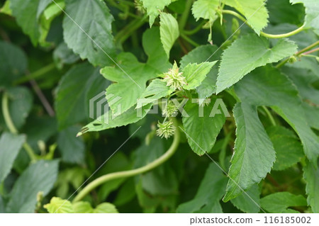 Female flowers of hops - source of bitterness and aroma in beer 116185002