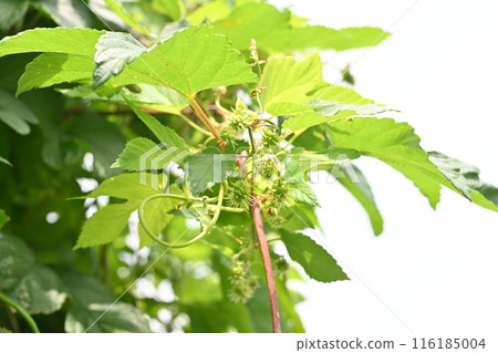 雌性啤酒花，啤酒苦味和香氣的原料 116185004