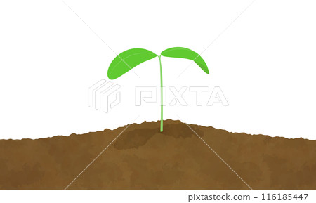 土壤中生長的雙葉插圖 116185447