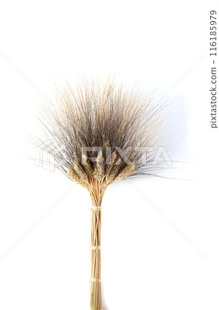 Cluster of golden wheat stalks this healthy cereal grain isolated on a white background Cluster of golden wheat stalks this healthy cereal grain isolated on a white background 116185979
