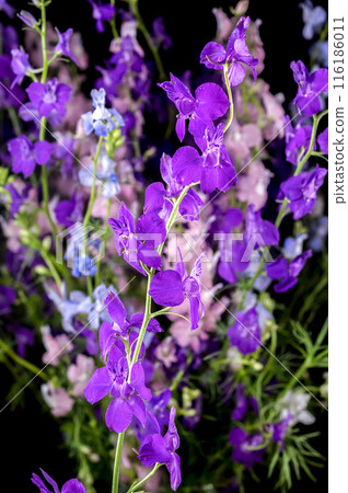 Blooming purple delphinium on a black background 116186011