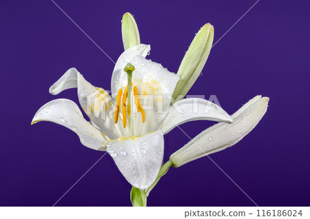 Blooming white lily on a blue background Blooming white lily on a blue background 116186024