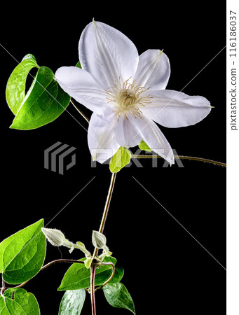 Blooming white clematis on a black background 116186037
