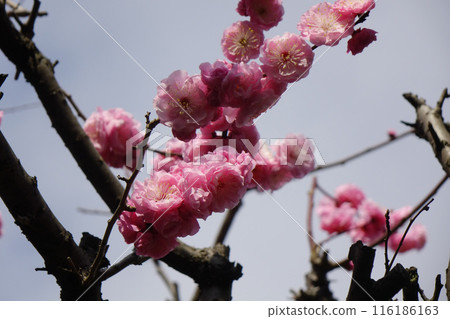 The red plum blossoms herald the arrival of spring 116186163
