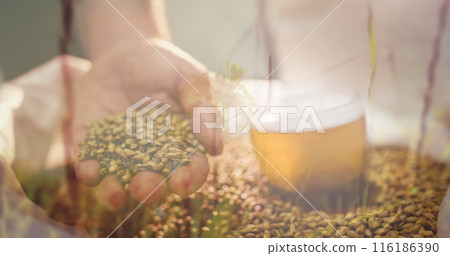 Caucasian male holding hops, examining closely with focused look 116186390