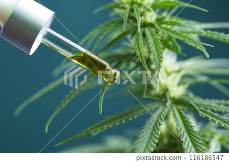 Oil cbd in a glass bottle, with a pipette, Medical marijuana concept Oil cbd in a glass bottle, with a pipette, Medical marijuana concept 116186547