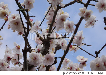White plum blossoms wet with early spring rain 116186661