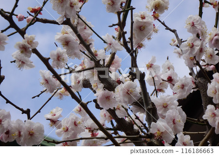 White plum blossoms wet with early spring rain White plum blossoms wet with early spring rain 116186663