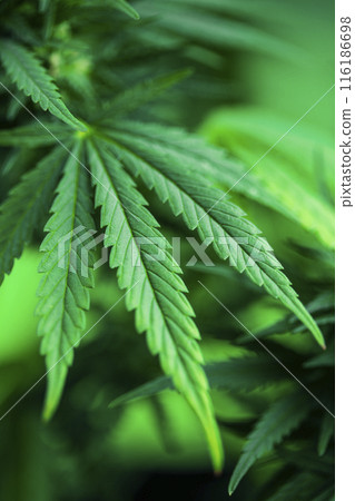 Cannabis leaf and marijuana plant. medical marijuana cannabis 116186698