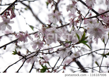 櫻花被初春的雨淋濕了 116187006