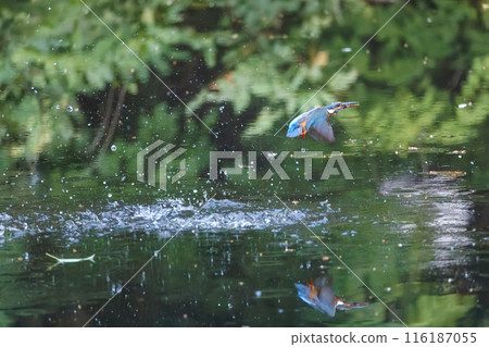 潛水的翠鳥 116187055