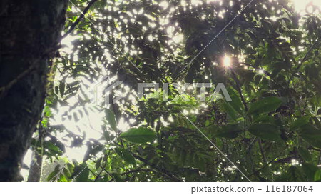 Sun rays filtering through dense jungle foliage 116187064