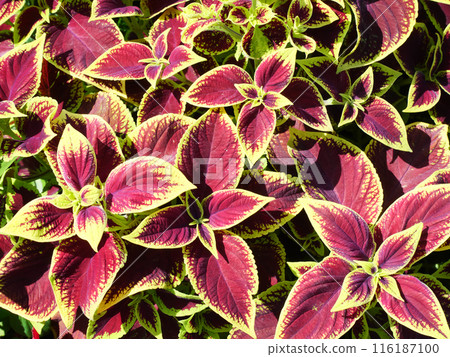 Coleus | Ishikawajima Park Coleus | Ishikawajima Park 116187100
