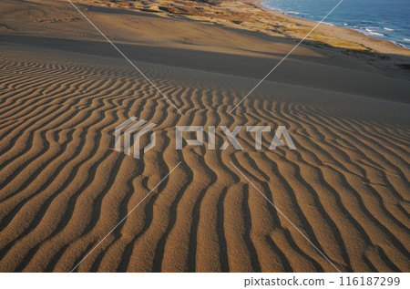 深藍色的日本海和鳥取沙丘風波紋和陰影Ver1 116187299