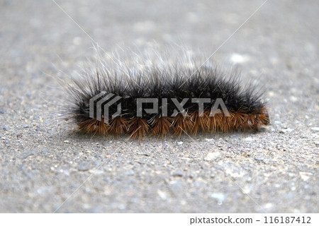 Caterpillar walking on the ground 116187412