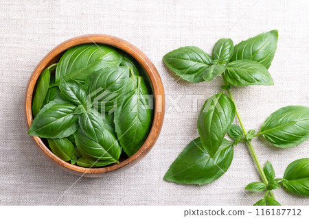 Sweet basil leaves in a wooden bowl on linen fabric with whole branch on the right. Fresh great or Genovese basil, Ocimum basilicum, a tender and aromatic culinary herb in the mint family Lamiaceae. Sweet basil leaves in a wooden bowl on linen fabric with whole branch on the right. Fresh great or Genovese basil, Ocimum basilicum, a tender and aromatic culinary herb in the mint family Lamiaceae. 116187712