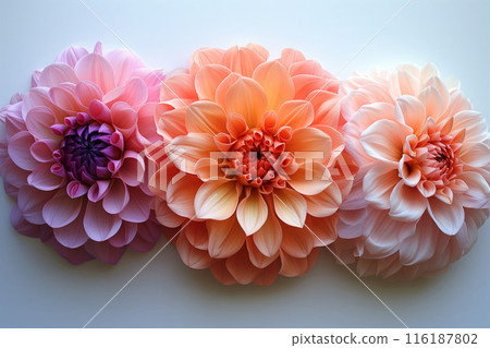 Vibrant Assortment of Colorful Flowers in a Vertical Arrangement Depicting Beauty and Elegance concept 116187802