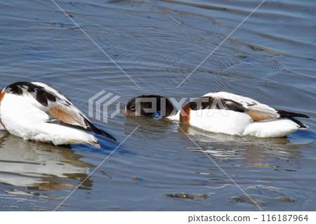 Arao City Coast: Common Shelduck, Arao City Coast: Common Shelduck, 116187964